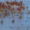 ハマで噂のヒメハマシギ