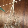 レタスの種蒔き。〜乾燥させて置いた種をそのまま使う