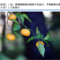 味は蜜柑のように甘くない