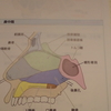 憧れの「蝶形骨洞」