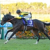 競馬初心者必見☆馬券予想🔥〜朝日杯FS〜2週連続ヴェローチェが勝利するのか！？