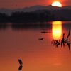 朝焼けの伊豆沼で野鳥を撮る｜伊豆沼（宮城県登米市＆栗原市）