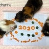 【謹賀新年】2020年子年・ねずみを代表してモルモット親子からご挨拶♬