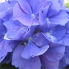紫陽花いろのもののふるなり
