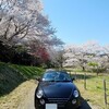 桜と今年こそは！