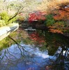 新居浜 瑞応寺 もみじ & 大銀杏樹