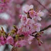 木場潟公園南園地の河津桜