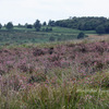 やっぱり小雨に煙る、アッシュダウン・フォレスト　Ashdown Forest