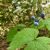 今年の花目標「サンカヨウを骨まで愛す」達成