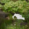 ❀肥後細川庭園　紫陽花と花菖蒲