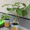 えだまめ観察と学習記録06/04