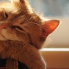ニャンコの日常