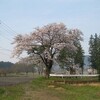 今日の桜