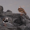 キョウジョシギとか