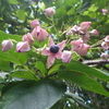 【植物の花の写真】クサギ；Clerodendrum trichotomum: Lamiaceae；鹿児島市；2018年09月16日（日）