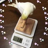 我が家のインコさん達の食事