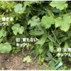 庭で夏野菜 ６　【キュウリ苗追加】