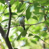 久しぶりのエナガとムシクイ(大阪城野鳥探鳥20210731 4:50-9:55)