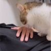 乗ってくるきなこもち特集5