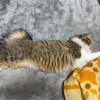 猫の換毛期対策：お勧めアイテム３種ご紹介