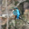 武蔵関公園_カワセミ・・（東京都練馬区）