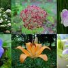 今は花も少ない「昭和記念公園」