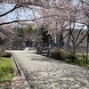 桜の名所in小樽 天上寺