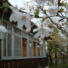 桜の京都と気になるcafeたち