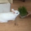 お利口な先生