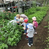 3歳児の草取り