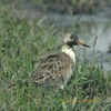 Ruff エリマキシギ (インドの鳥その79)