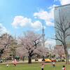 子供と一緒のお花見にも！錦糸公園の桜が見ごろに♪《2021》