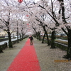 雨の菊池桜公園