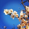 お花見(横浜みなとみらい)