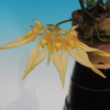 Bulbophyllum annandalei ( Yellow Type)