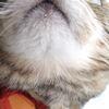 ウチの猫の変な癖