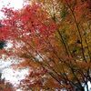 隠れ紅葉スポットのひのきの森と、富士山遊歩道に行ってきた。