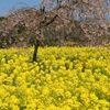 花夢の里：花めぐりシリーズ ⑥（広島県世羅郡世羅町）