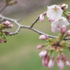 2024年3月4週目 龍巌淵 岩本山などの桜の開花状況