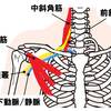   【基礎から学ぶ】胸郭出口症候群【整形外科学】