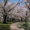 開成山公園の桜2012