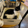  台北の猫カフェ「小貓花園」の猫 #11