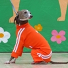 ２０１８　医獣祭　犬・犬・犬！　６