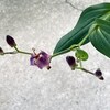 秋の風物詩　ホトトギスの花