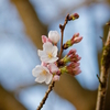 権現堂桜堤の状態確認してきた