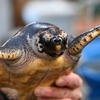 🐢下田海中水族館　その③ バックヤードツアーで水族館の裏側を見に行きます😊