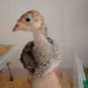 七面鳥の飼育　生後3週間