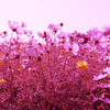 写真をGIMP/G'MIC［Color Blindness］&トーンカーブR/G/Bチャネルで色補正加工。