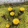 イエスの問い