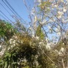ジューンベリーの花